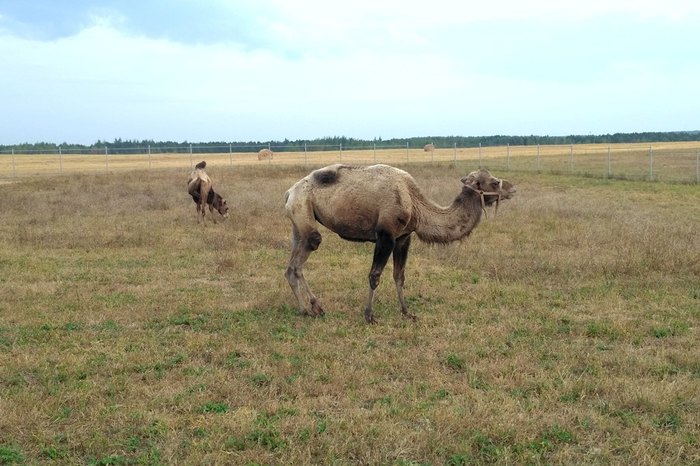 Верблюды на полях Брянщины