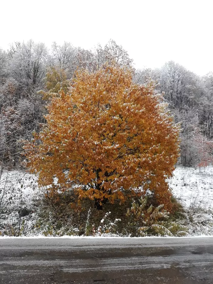 Autumn - My, Autumn, Foliage, First snow