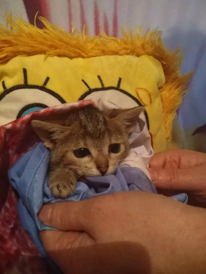 The kitten was found in the entrance - In good hands, Moscow, Animals, Kittens, Urgently, Video, Longpost, cat, No rating