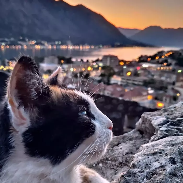 Cat from the city Kotor - My, cat, , KOTOR, Montenegro, First post, Xiaomi Mi8 PRO