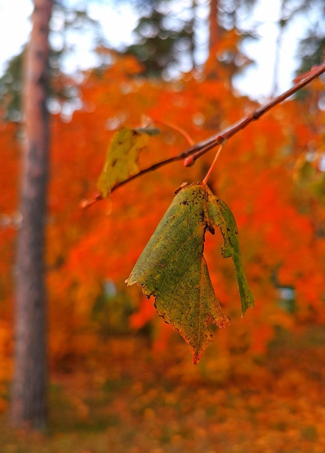 Last leaf - My, Autumn, , Last page, The photo, Подмосковье