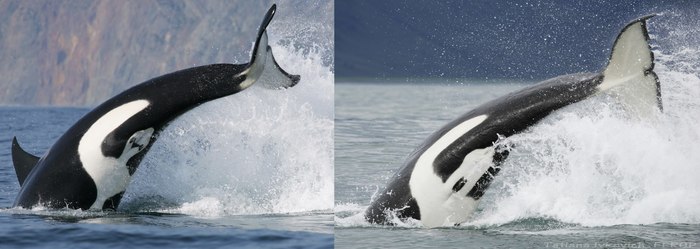 Mash about killer whales - My, Interesting, Longpost, Facts, Killer whale, Mammals, Video, Dolphin, The photo