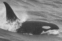 Mash about killer whales - My, Interesting, Longpost, Facts, Killer whale, Mammals, Video, Dolphin, The photo