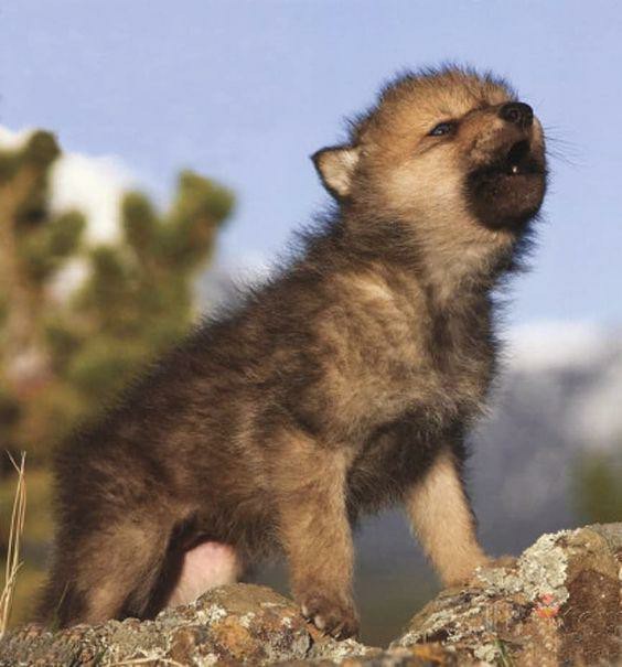 When too small to bite on the flank. - Milota, Cubs, Longpost, Animals