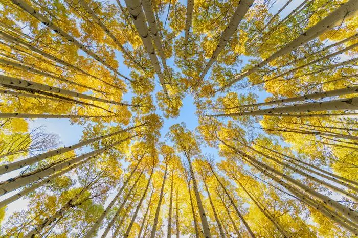 autumn aspens - The photo, Autumn, Forest, Aspen, Poplar