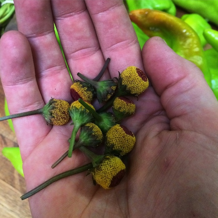 Необычные продукты о которых вы могли и не знать Продукты, Необычная еда, Познавательно, Экзотическая еда, Длиннопост Необычные продукты о которых вы могли и не знать Продукты, Необычная еда, Познавательно, Экзотическая еда, Длиннопост