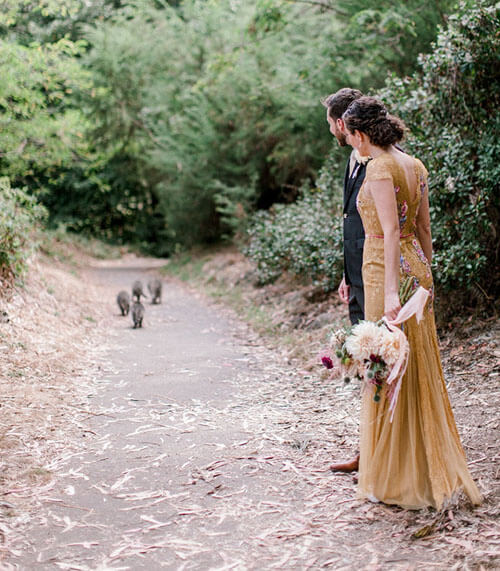 The newlyweds were delighted with the raccoons who wanted to meet them - Animals, Raccoon, Wedding, Longpost