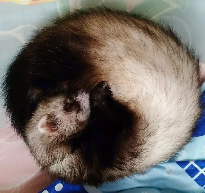 Share on the dream to come - My, Ferret, Girl, Pet, Longpost, Pets