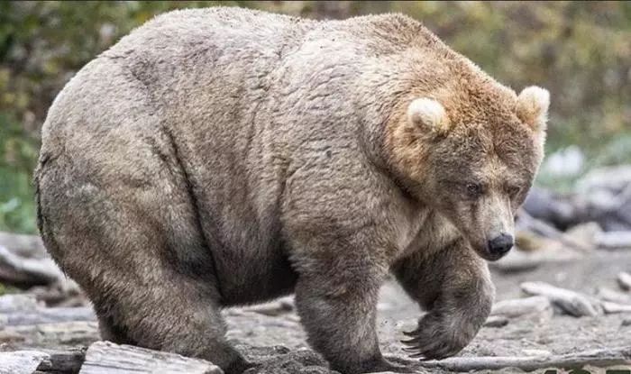 Ready for winter hibernation! - The Bears, Big, Thick, National park, Alaska, Grizzly, The photo, Thick