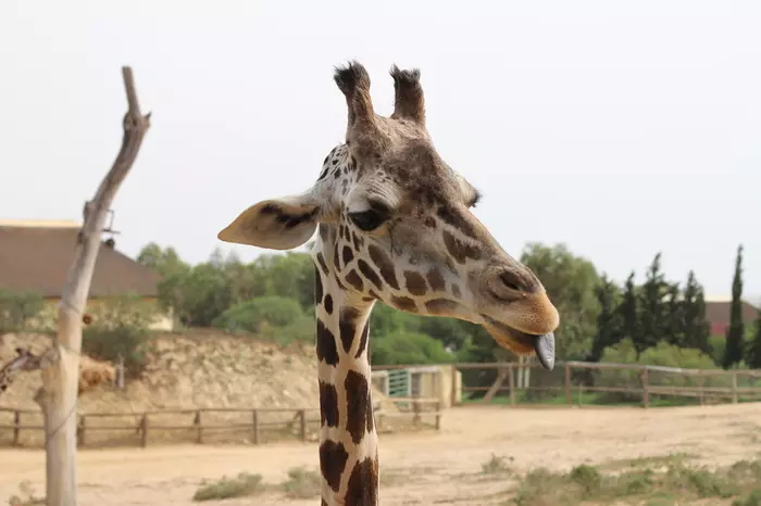 giraffe portrait - My, Giraffe, The photo, Tunisia, Hammamet, Phrygia, Portrait, , archive