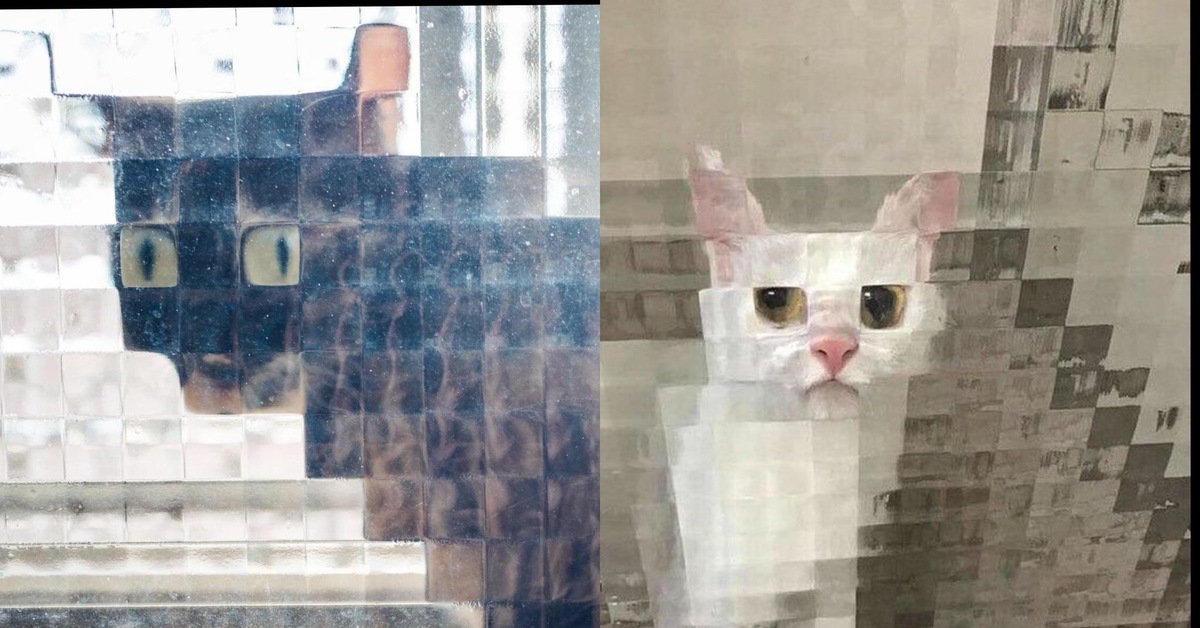 Котик квадратик. Кот за стеклом. Кот за квадратным стеклом. Кот Мем. Кот квадратиками.
