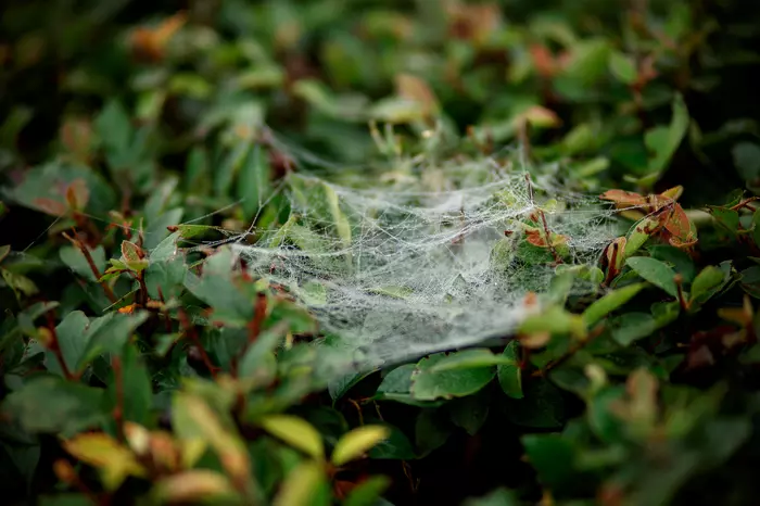 Cobwebs - My, Autumn, Web, Longpost, The photo