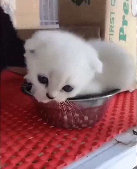 Под белым одеяльцем Кот, Котята, Котомафия, Домашние животные, Миска, Сон, Милота, Гифка