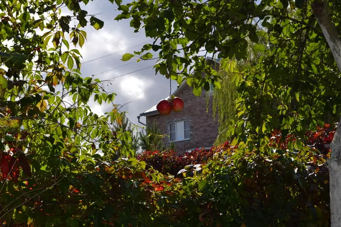 Harvesting - My, Garden, Gardening, Village, Harvest, Harvesting, Walnuts, Grape, Apples, Longpost