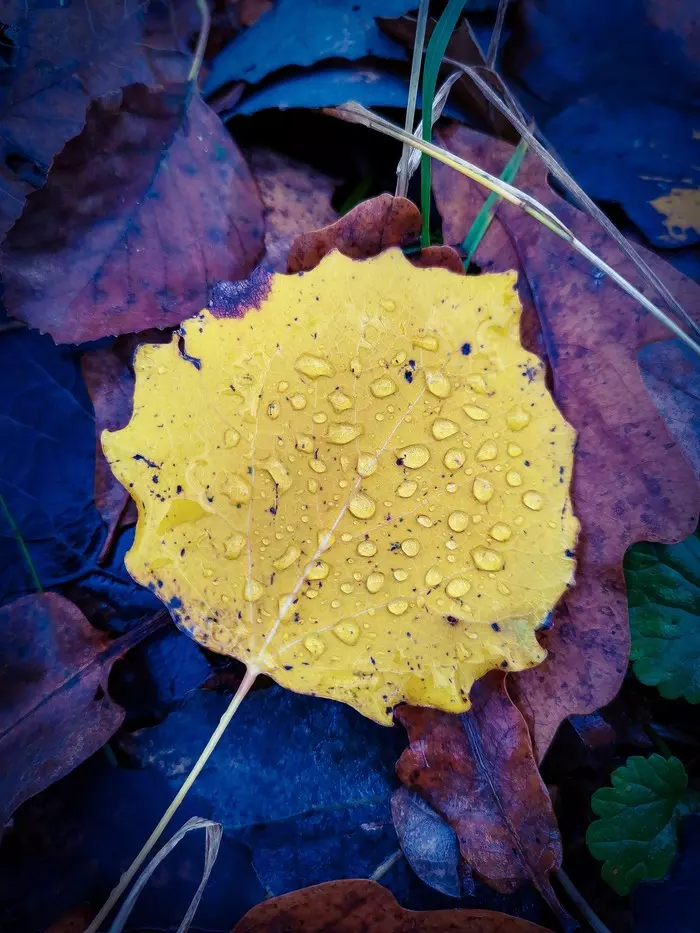 Autumn sketches - My, Mobile photography, Autumn, Rain, Mushrooms, Video, Longpost