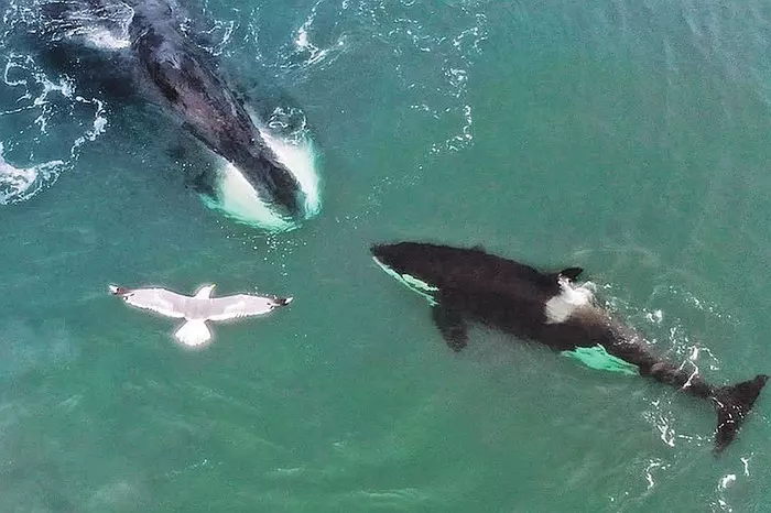 Killer whales released from whale prison are alive and have found a family - Kindness, Whale Prison, Nature, Russia, The photo, Animals, Longpost