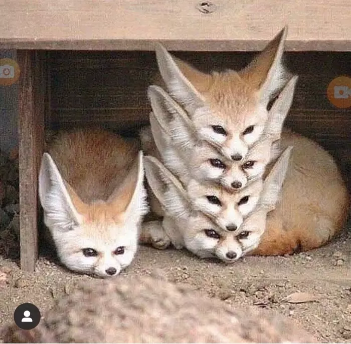 Do not turn over, do not put in two rows - Fox, Interesting, Funny animals, Photoshop master