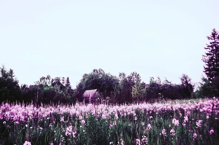 Немного уходящего лета - Моё, Поле, Девушки, Фотография, Длиннопост