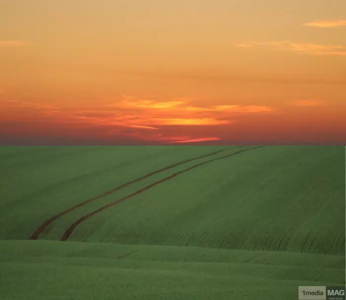 Two stripes - Field, 