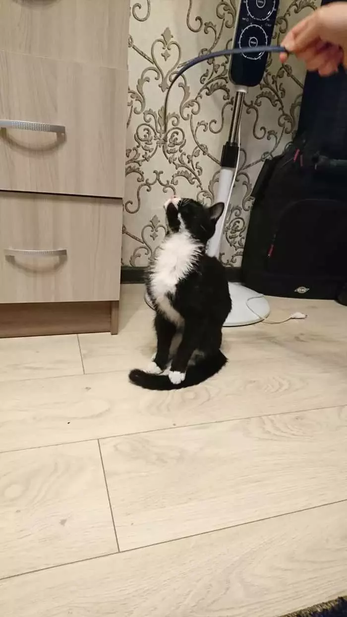 Kitten is looking for a home in Novosibirsk [Good hands found] - My, Lost, No rating, Help, Novosibirsk, Longpost, In good hands, cat