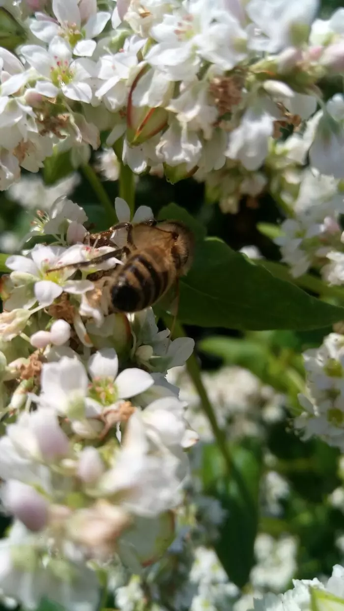 9 interesting facts about bees and honey. - My, Beekeeper, Bees, Facts, Nature, Animals, Insects, Honey, Longpost, Beekeeping