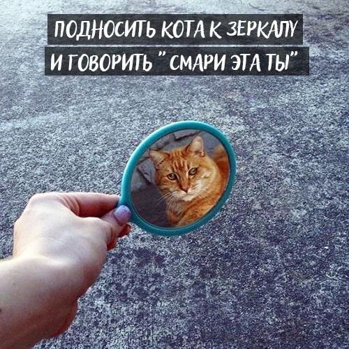 Когда любишь своего котейку. - Кот, Длиннопост, Животные