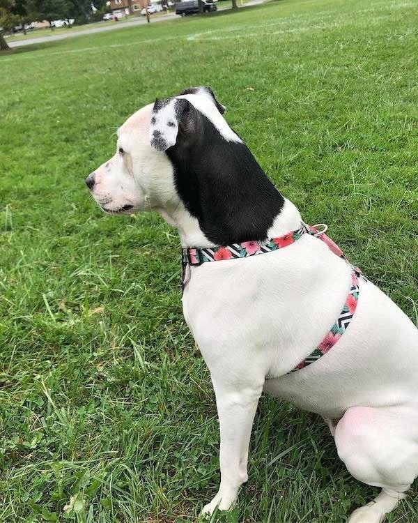 This dog's ear looks like another dog - Dog, Animals, Nature, Astonishment, Interesting, Reddit