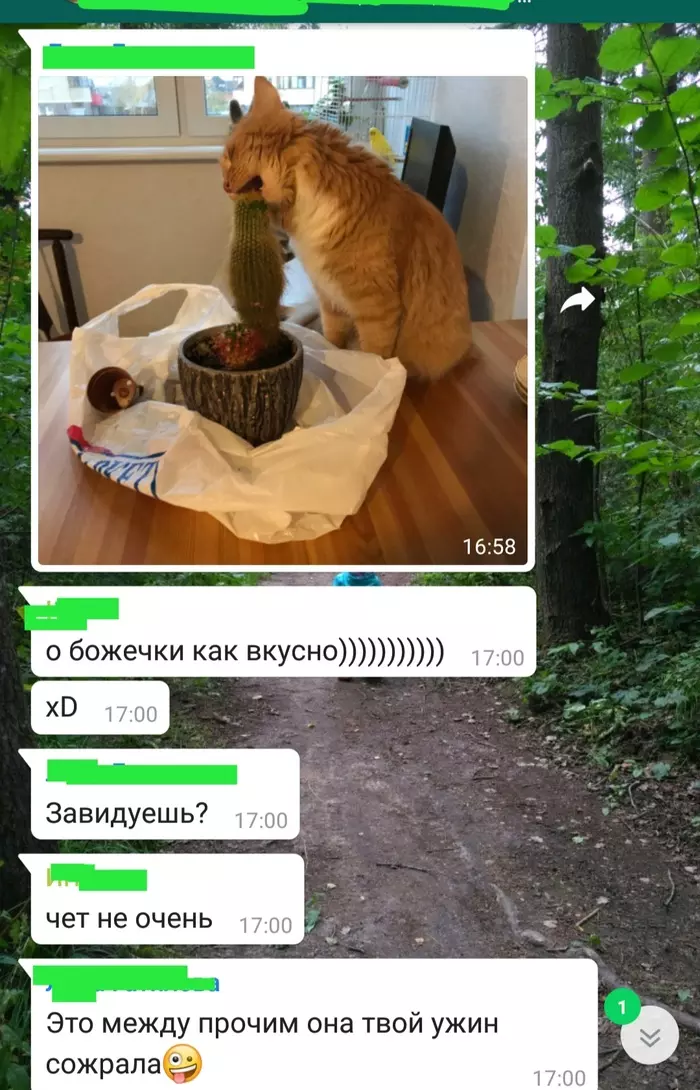 Кошки плакали, но продолжали жрать кактус - Моё, Котомафия, Кот, Кактус, Юмор