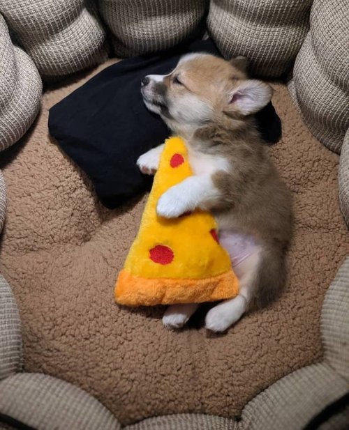 Pepperoni - Dog, Animals, Puppies, Milota, Pizza, Corgi
