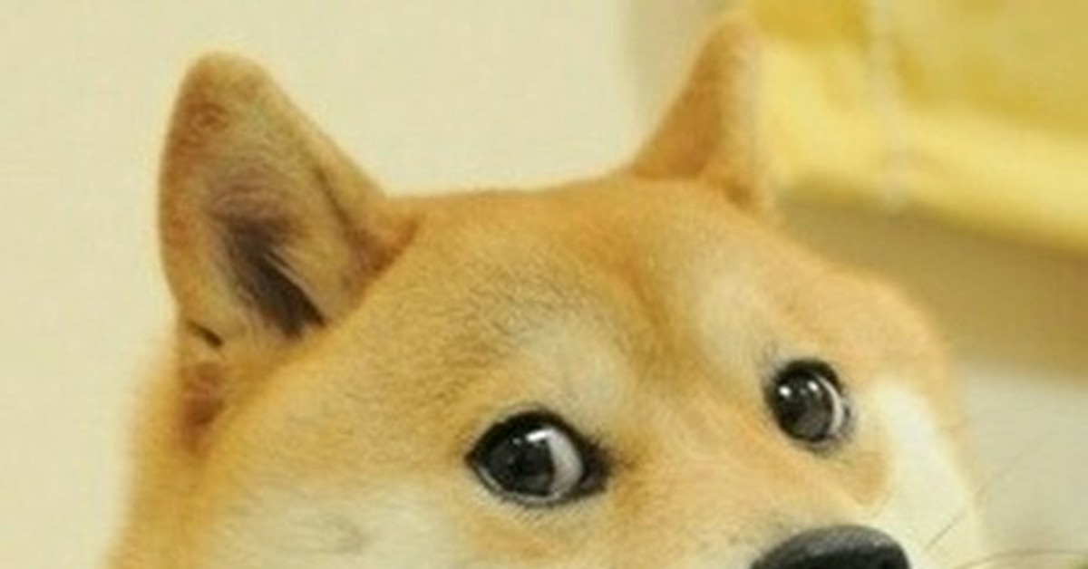 Doge какая порода собаки Doge какая порода собаки thumbnail