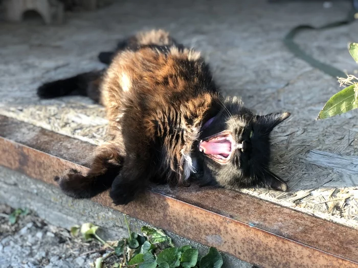 Немного котиков - Моё, Кот, Фотография, Черный кот, Кошкин дом, Животные, Длиннопост