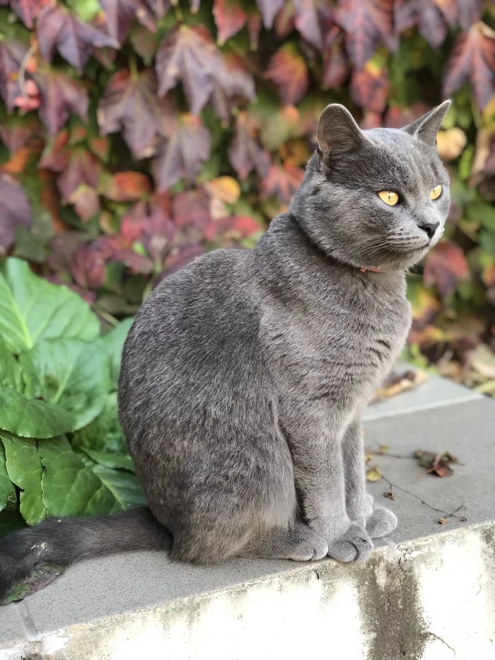 Немного котиков - Моё, Кот, Фотография, Черный кот, Кошкин дом, Животные, Длиннопост