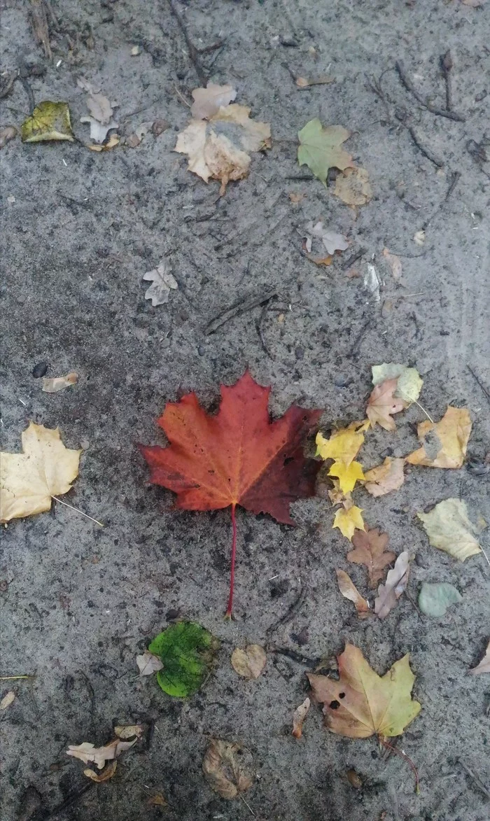 Walk. - My, Autumn, , Longpost
