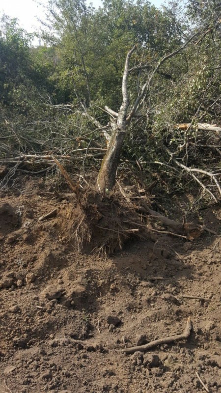 An apple orchard with an aport was destroyed in the mountains of Almaty - Kazakhstan, Almaty, Apples, Land plot, Garden, Theft, Felling, Video, Longpost, Negative