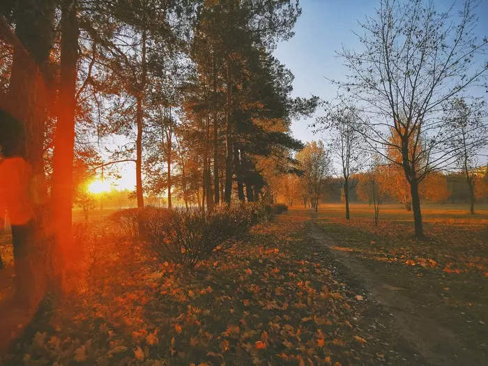 Golden autumn - My, Autumn, Leaves, Republic of Belarus