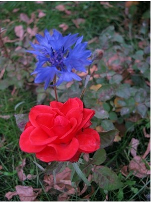 Rose and Cornflower - My, Poems, the Rose, Flowers, Poetry, Artist, Paints, Painting, Longpost