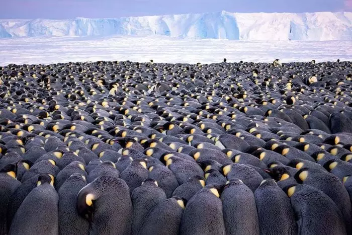 A bunch of penguins. - Penguins, Antarctica, Emperor penguins