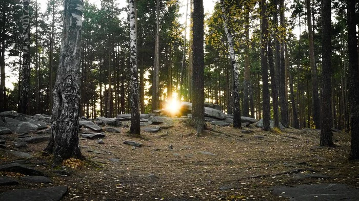 Sunset in the forest - My, Beginning photographer, Photographer, The photo, Forest, Sunset, Beautiful, Tree, Beautiful view