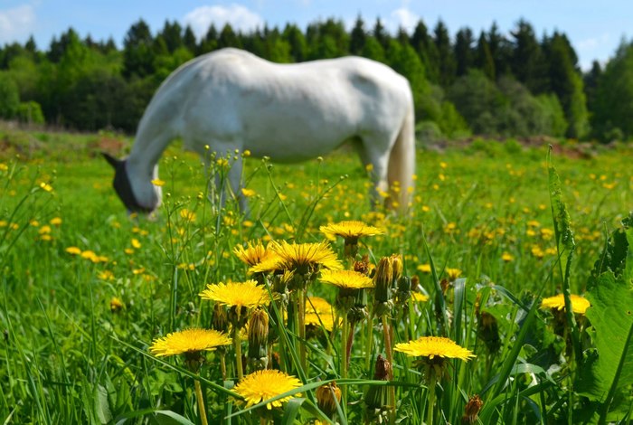 Конячий шопоголизм