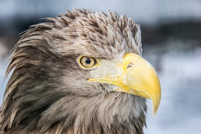 Pretty boy - My, Kamchatka, Eagle, , Canon, Photographer