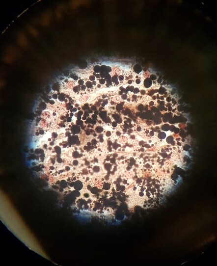 Something under the microscope - My, Microscope, Biology