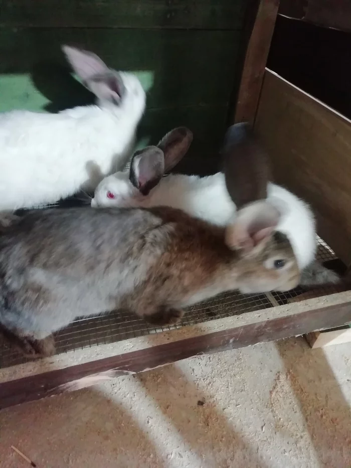 Finally I made up my mind - My, Rabbit breeding, First experience, Longpost