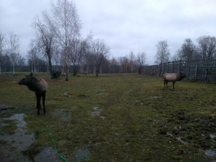 Kostroma deer breeding complex - My, Deer, Maral, Maralnik, , Deer