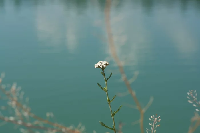 blade of grass - My, Photographer, The photo, Nature