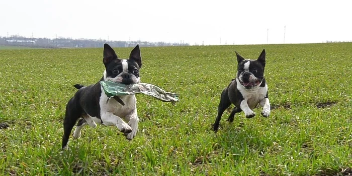 My Bostonians. - My, Boston Terrier, Dog, Happiness, Field, Run