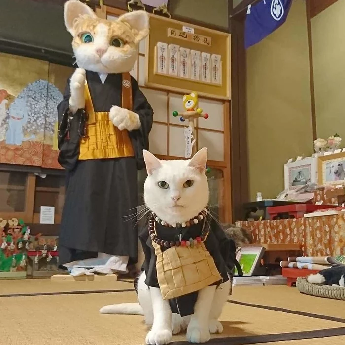 В Японии есть настоящий кошачий храм, чьи монахи обратят вас в свою веру безо всяких служб Кот, Япония, Длиннопост