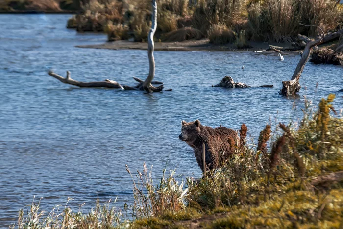 Master of Kamchatka - Bear, Kamchatka, The photo, Kuril lake, Longpost, The Bears