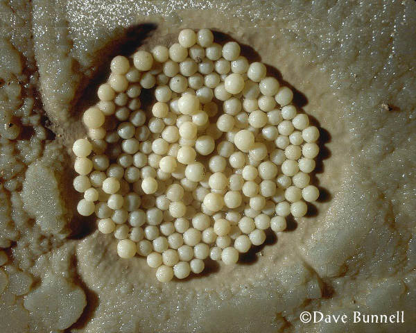 Stone miracles in caves. - Caves, Interesting, Longpost, The photo, Speleology