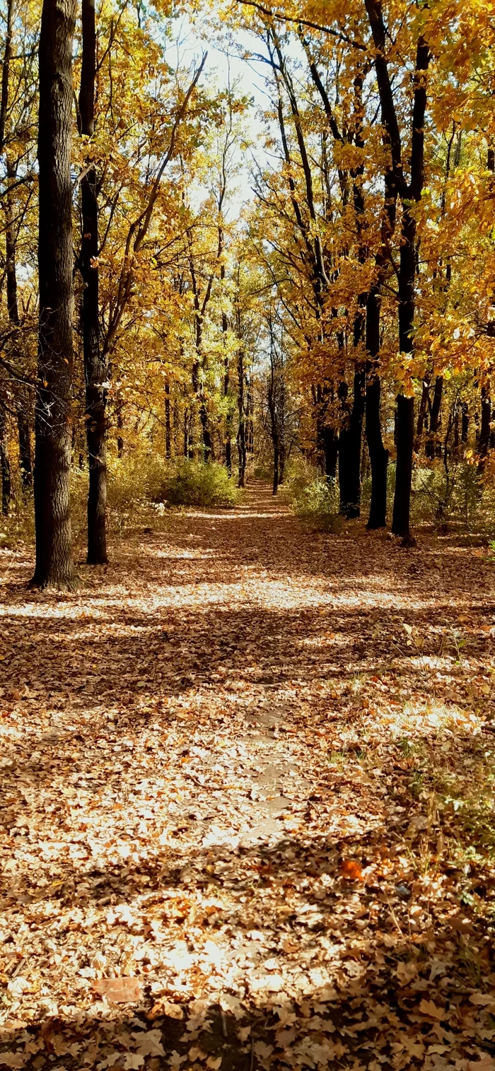 Autumn Donbass (2) - My, Photo on sneaker, Mobile photography, Autumn, Donbass, Longpost