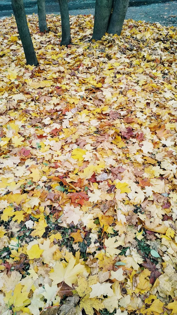 The last colors of autumn - My, Beginning photographer, Autumn, Leaves, Photo on sneaker, Tree, Maple Leaf, Longpost